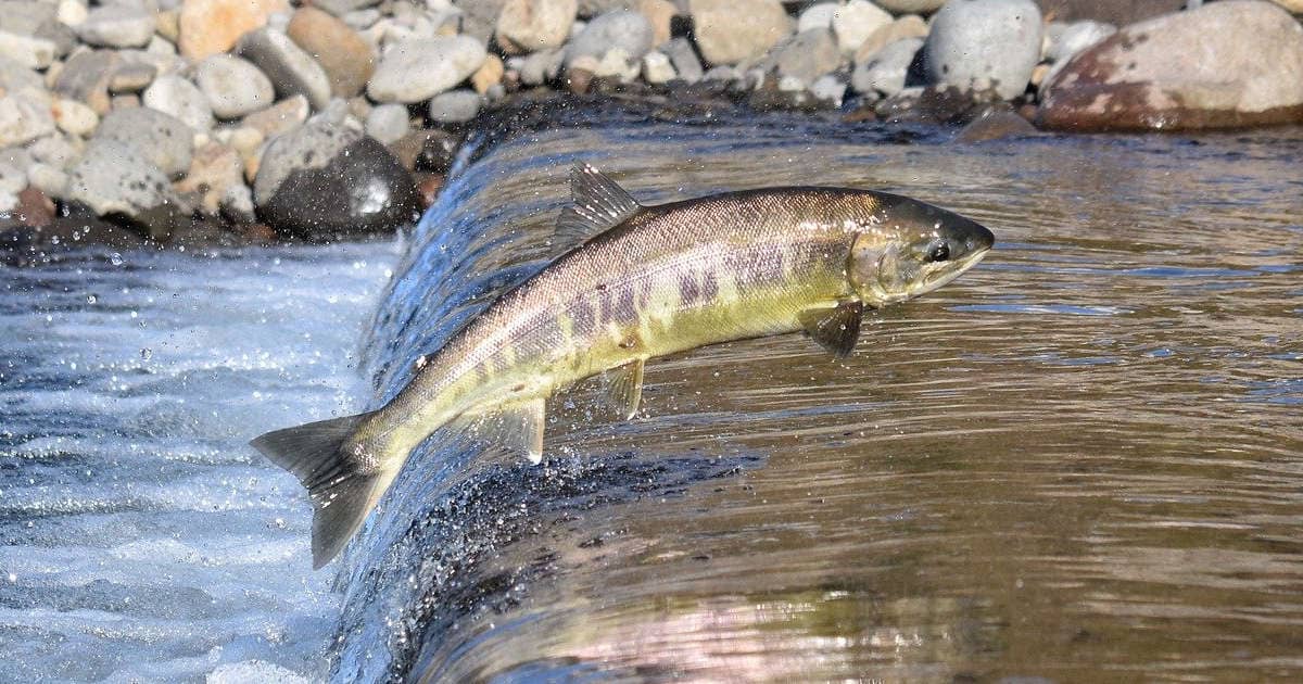 Oceana Canada Urges Fisheries and Oceans Canada to Require Targets and Timelines for Fish Stocks Protection | Atlantic Policy Congress